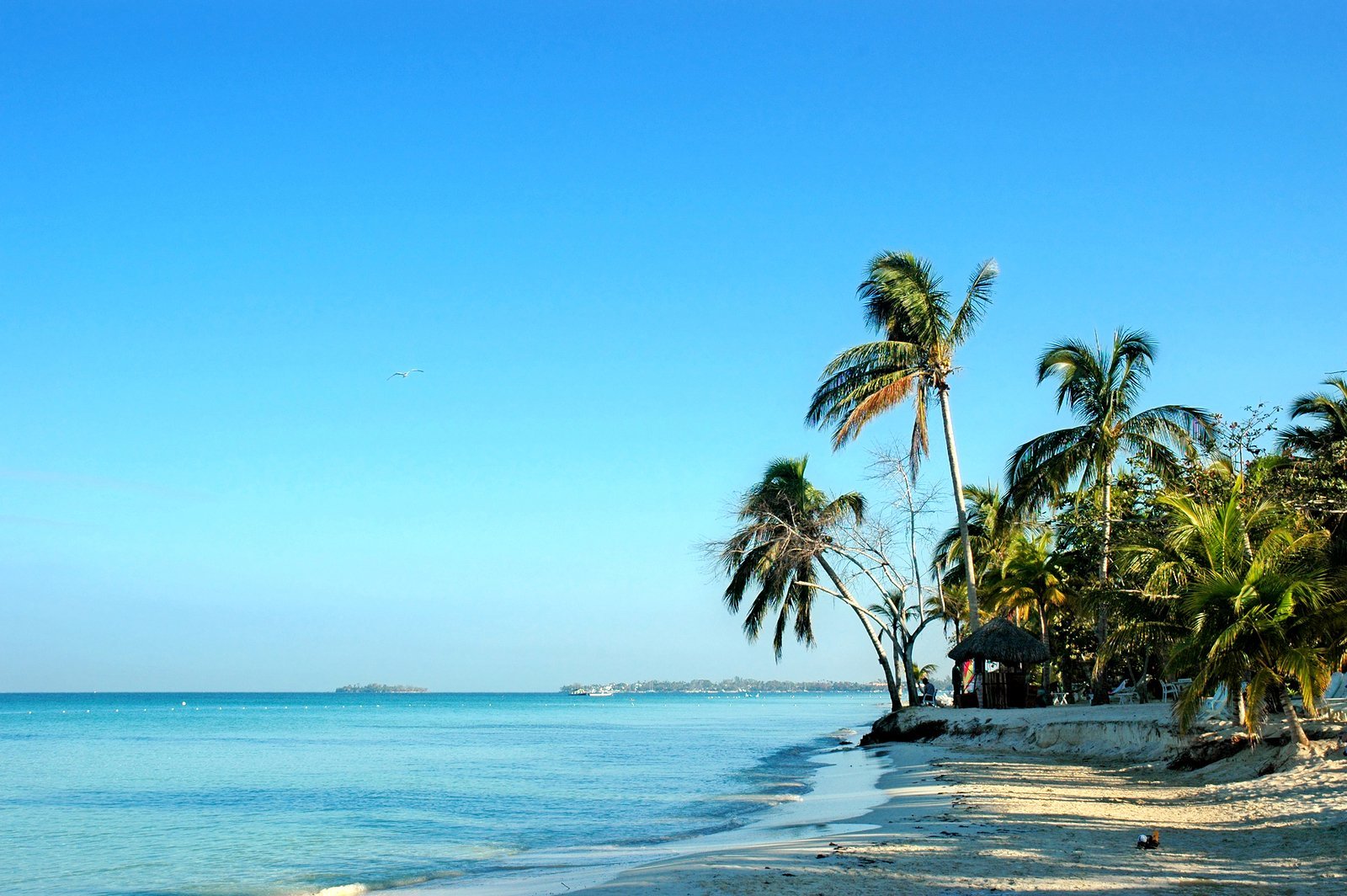 negrils beach with palms, Jamaica,